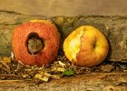 Judy Smith_An Apple a Day.jpg